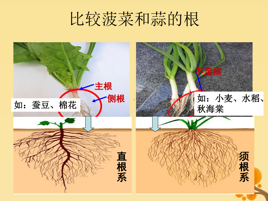 八年级科学上册第4章植物的物质和能量的转化1《绿色开花植物的营养器官》课件(新版)华东师大版.ppt_第2页