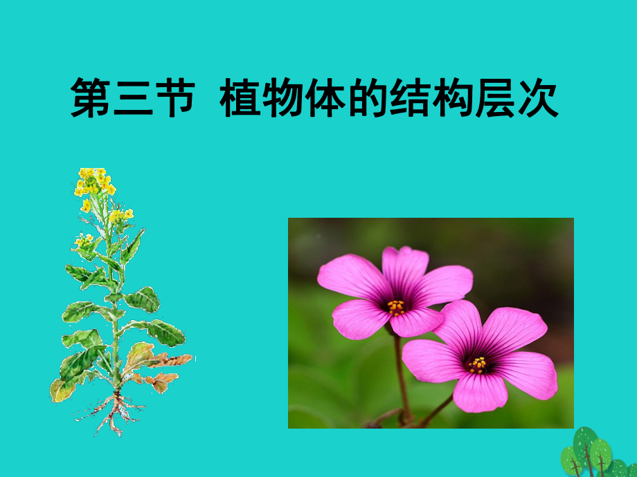 七年级生物上册-第二单元-2-3-植物体的结构层次课件-(新版)新人教版1.ppt_第2页