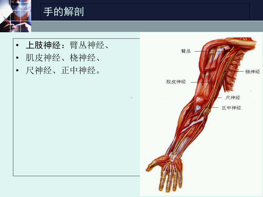 医学课件上肢周围神经损伤.ppt_第2页