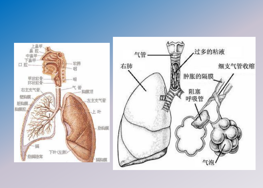 哮喘健康教育支气管哮喘防治PPT课件.ppt_第3页