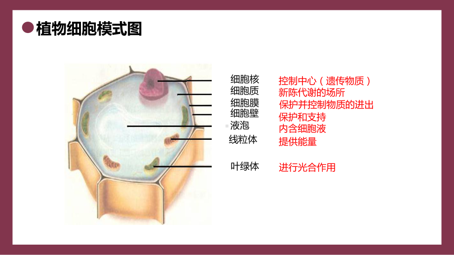 七年级人教版生物初中上册第三单元动物细胞PPT课件.pptx_第2页