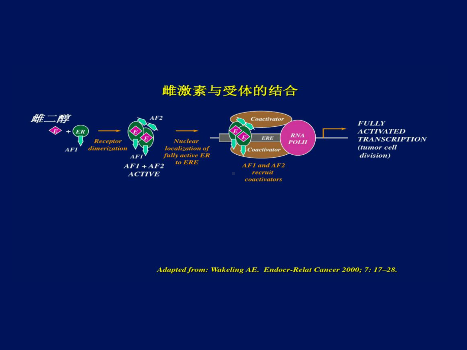 医学他莫昔芬与来曲唑的作用机制区别PPT培训课件.ppt_第3页