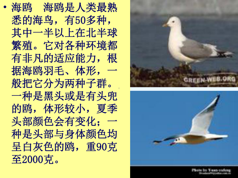 《老人与海鸥》优质参考课件.ppt_第3页