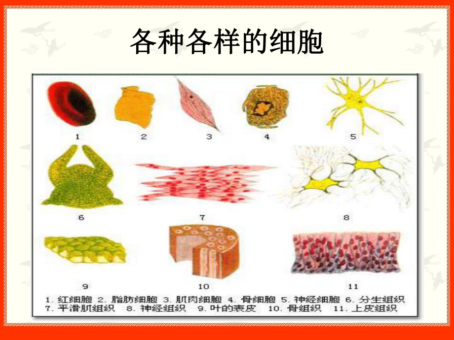 光学显微镜的使用PPT课件.ppt_第3页