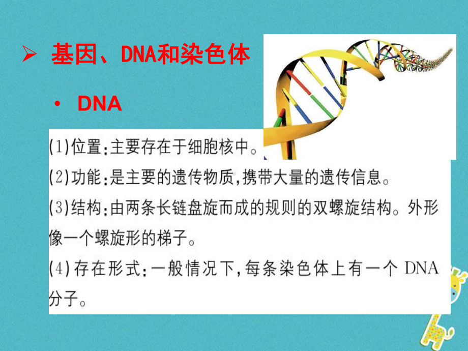 （人教版）最新年八年级生物下册：7.2.2《基因在亲子代间的传递》ppt教学课件.ppt.pptx_第2页