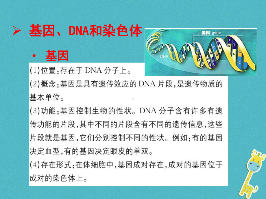 （人教版）最新年八年级生物下册：7.2.2《基因在亲子代间的传递》ppt教学课件.ppt.pptx_第3页