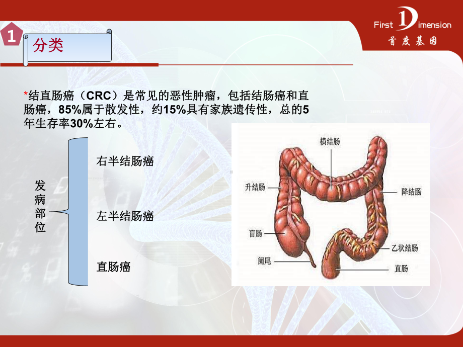 医学课件结直肠癌的靶向治疗和易感风险筛查.ppt_第2页