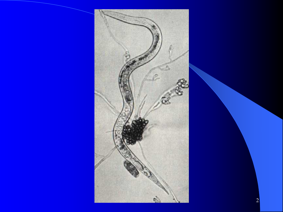 原腔动物门Protocoelomata1学时[精品ppt课件].pptx_第2页