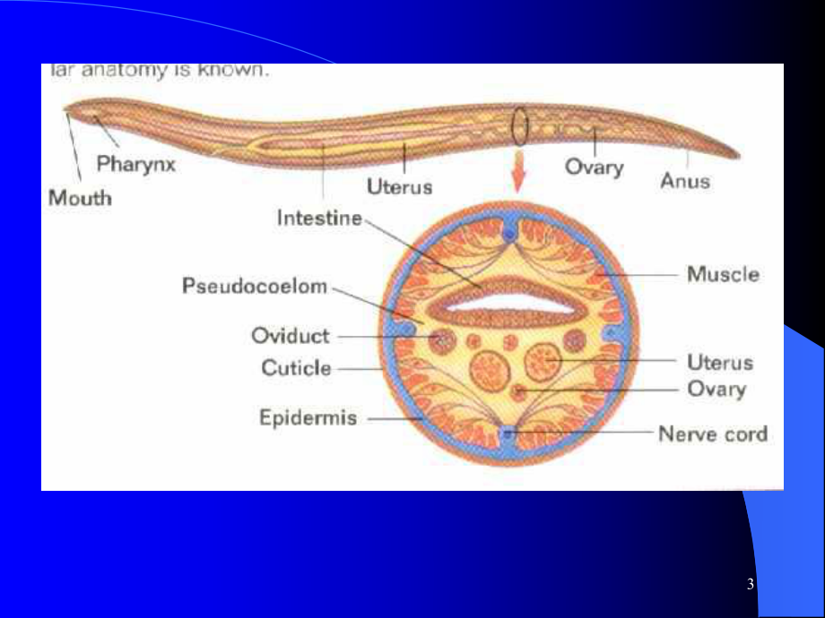 原腔动物门Protocoelomata1学时[精品ppt课件].pptx_第3页