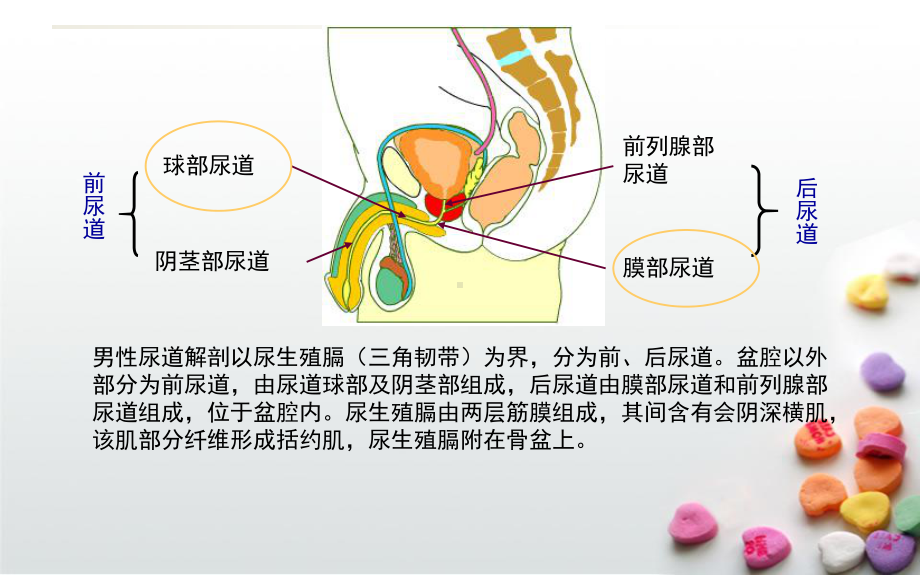 尿道损伤及处理PPT课件.pptx_第2页