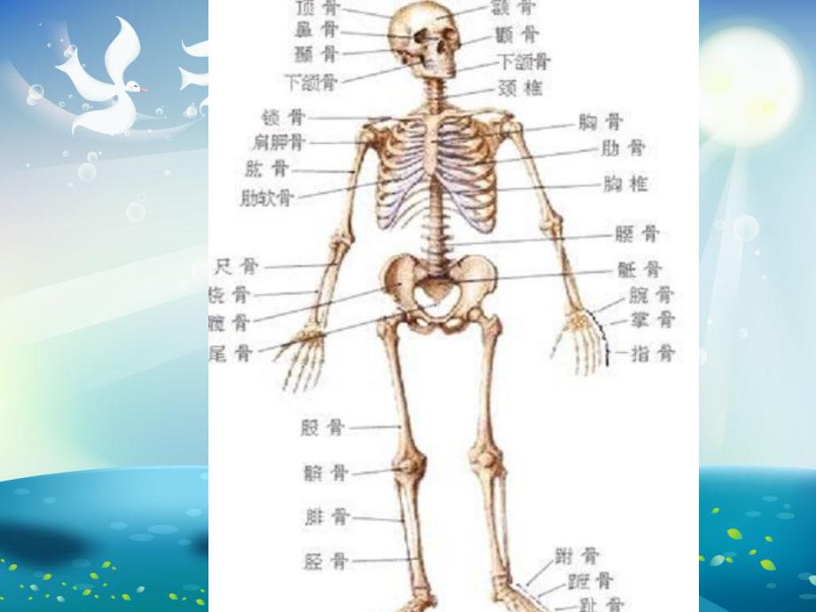 常见医学常识课件.ppt_第2页