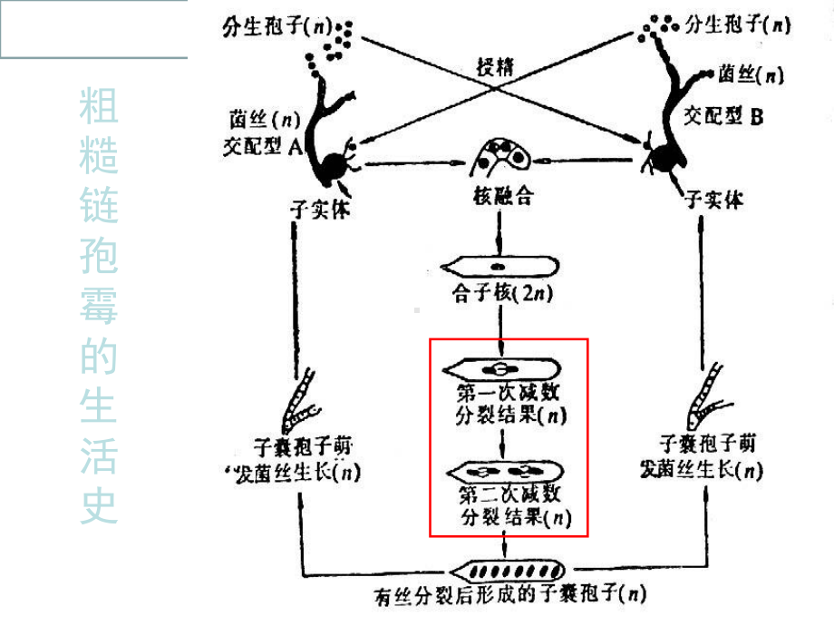 丝状真菌的遗传课件.ppt_第2页