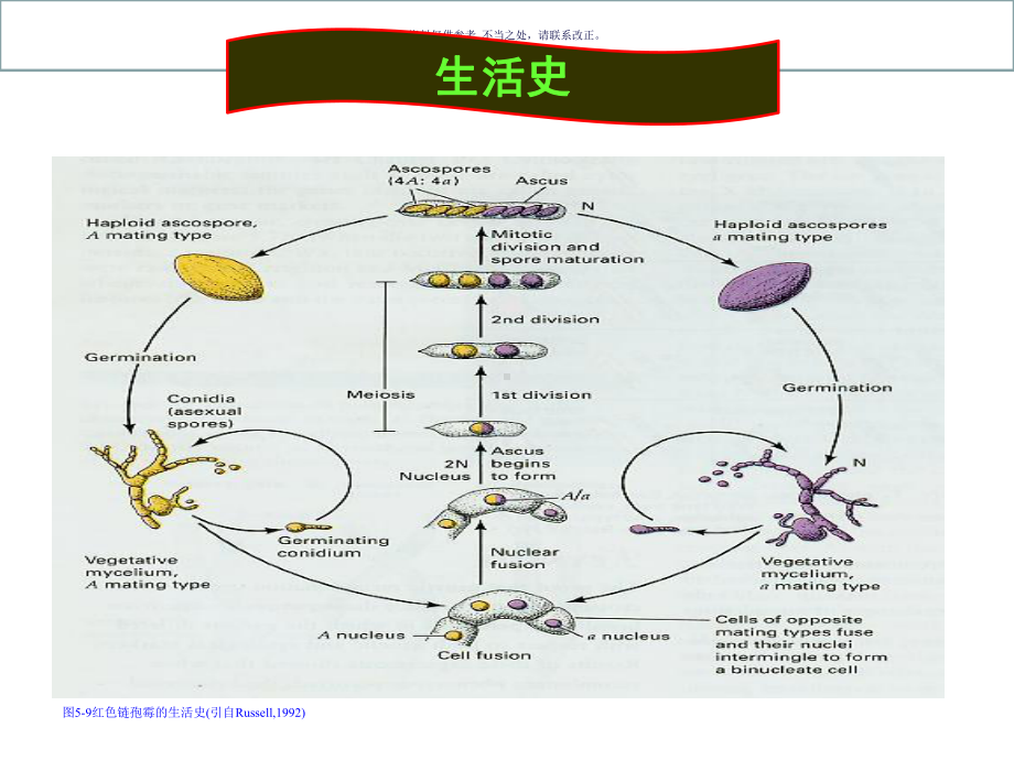 丝状真菌的遗传课件.ppt_第3页