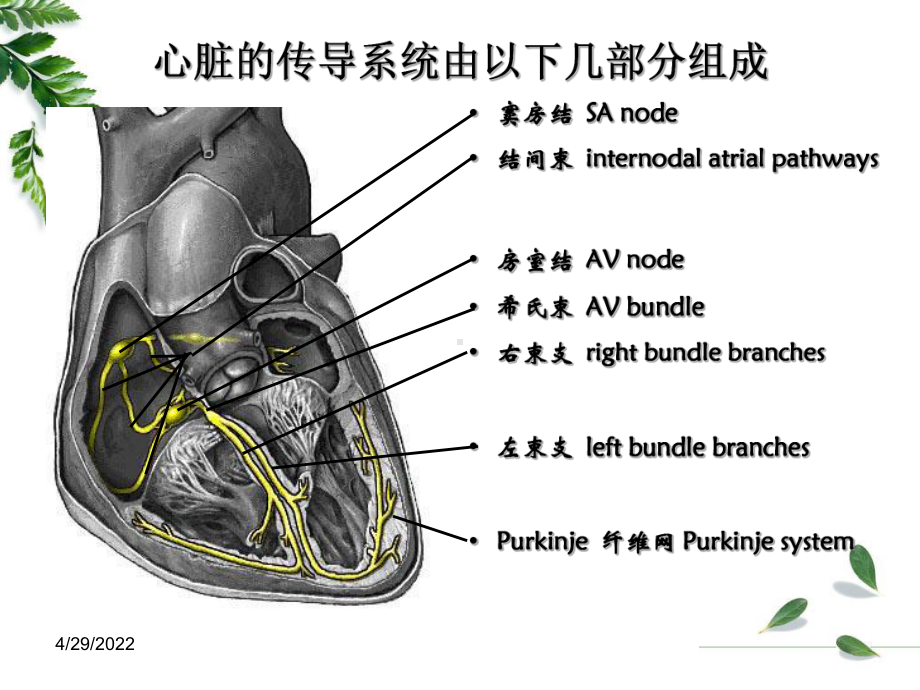 专科护士讲课心电图基础课件.ppt_第2页