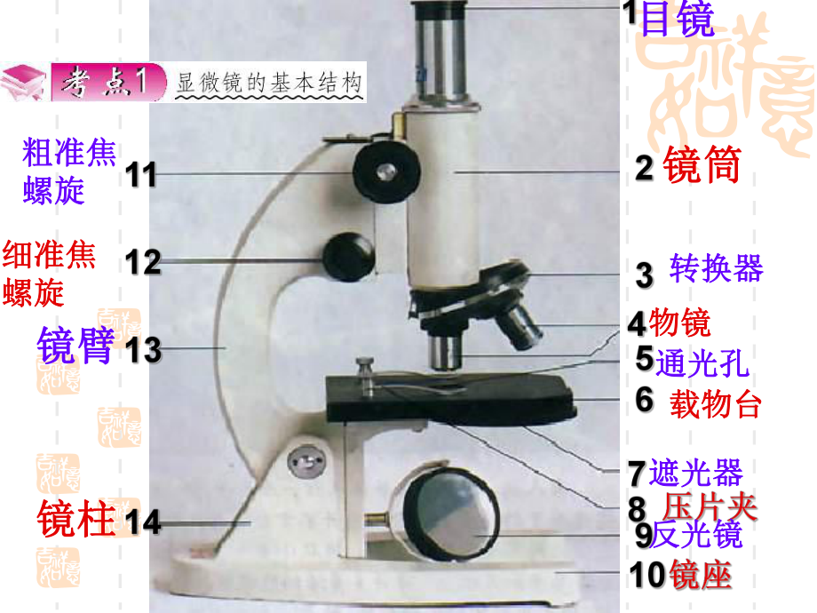 专题二生物体的结构层次课件.ppt_第2页