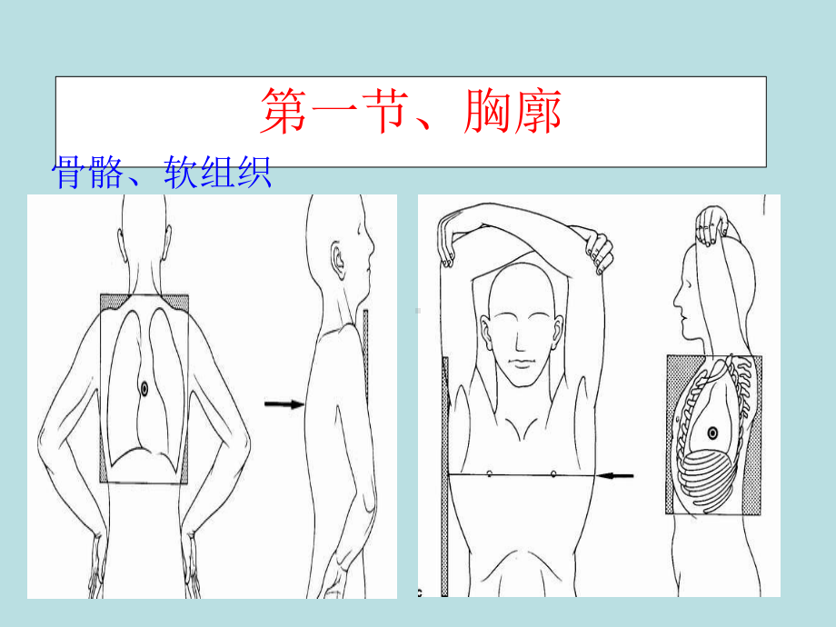 呼吸系统正常影像表现(86页)课件.ppt_第3页