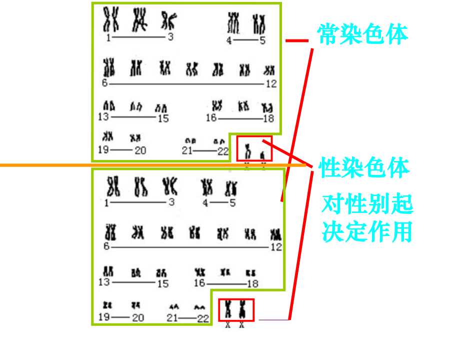 一轮复习伴性遗传市级公开课课件.ppt_第2页