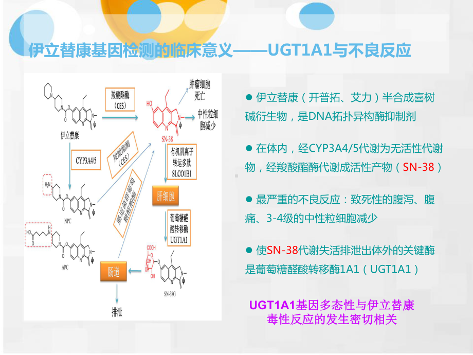 伊立替康及氟尿嘧啶基因检测的临床意义课件.pptx_第3页