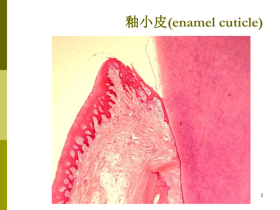 口腔组织病理学-：口腔颌面部发育课件.pptx_第2页