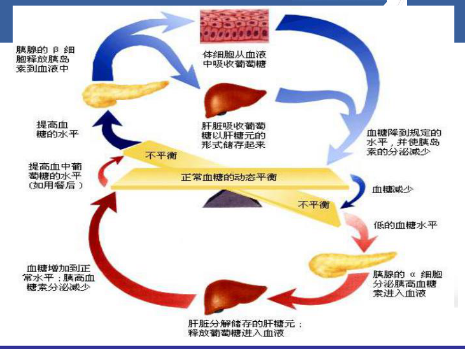 危重患者的血糖控制与护理课件.ppt_第3页