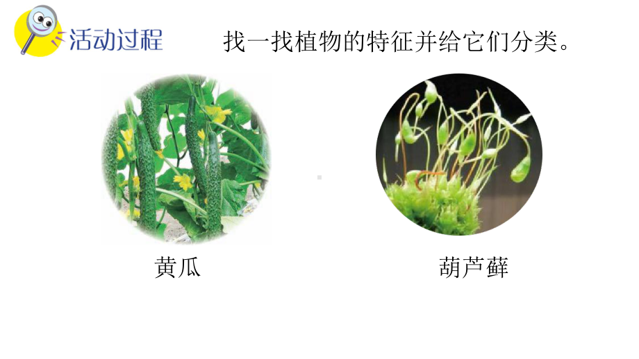 五四制新青岛版五年级科学下册第六单元《生物与环境》全部课件（共3节）.pptx_第3页