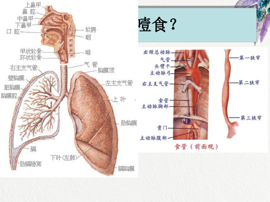 噎食及噎食后急救.ppt课件.ppt_第2页