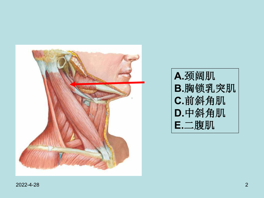 局部解剖图片课件.ppt_第2页