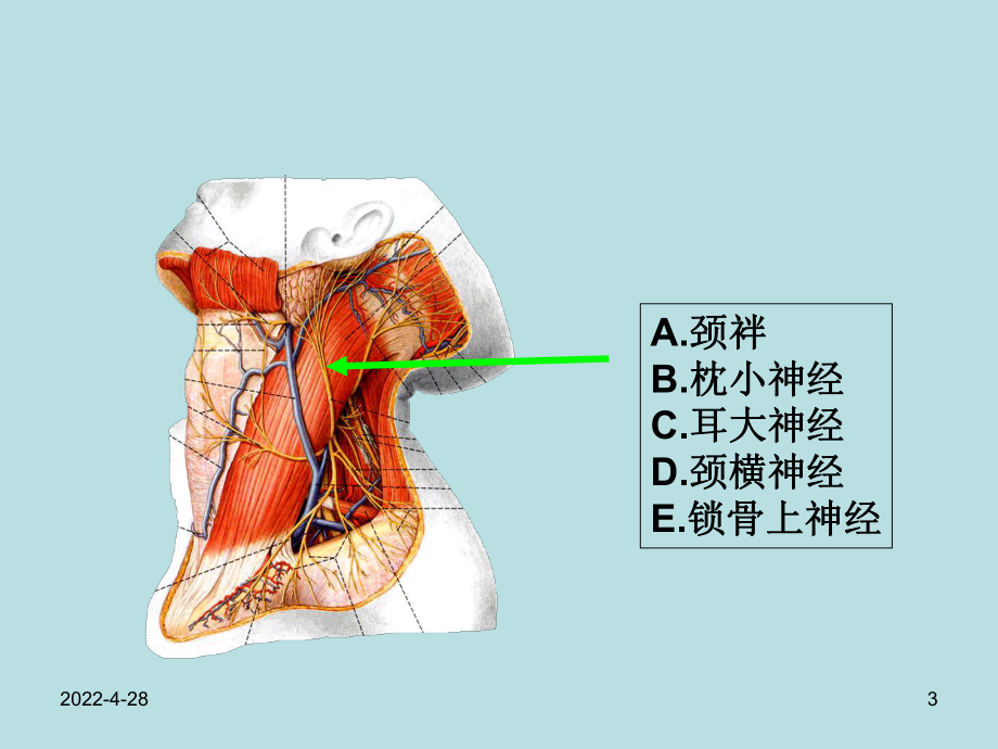 局部解剖图片课件.ppt_第3页