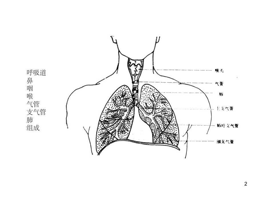 呼吸道脱落细胞学检查(课堂PPT)课件.ppt_第2页