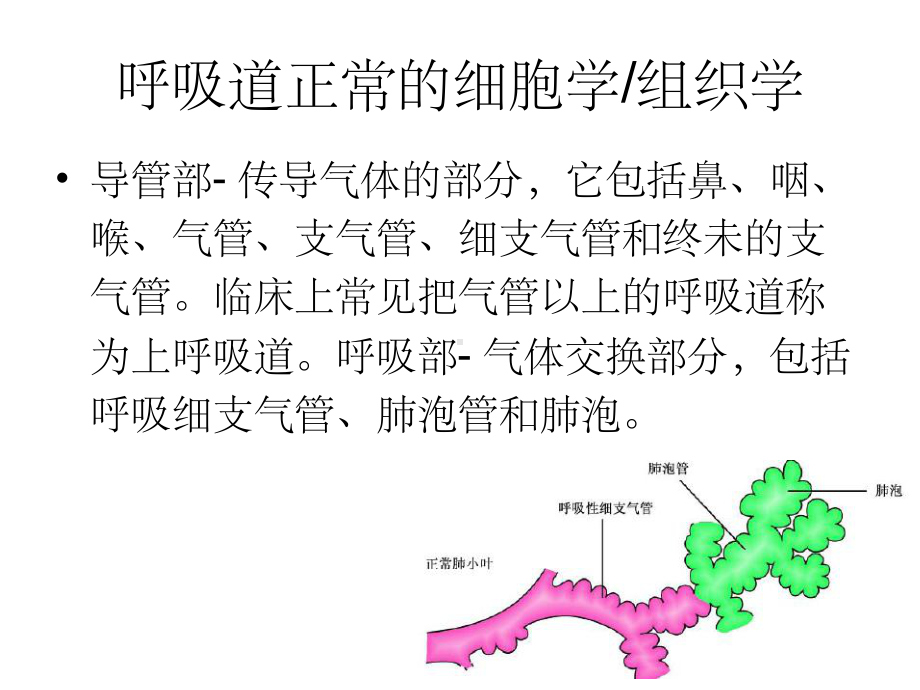 呼吸道脱落细胞学检查(课堂PPT)课件.ppt_第3页