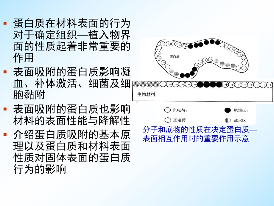 医用材料生物学基础-第五章蛋白质-材料表面相互作用.课件.ppt_第3页