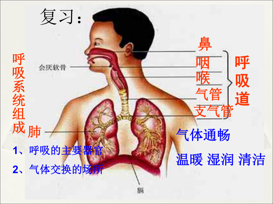 发生在肺内的气体交换(20)复习过程课件.ppt_第1页