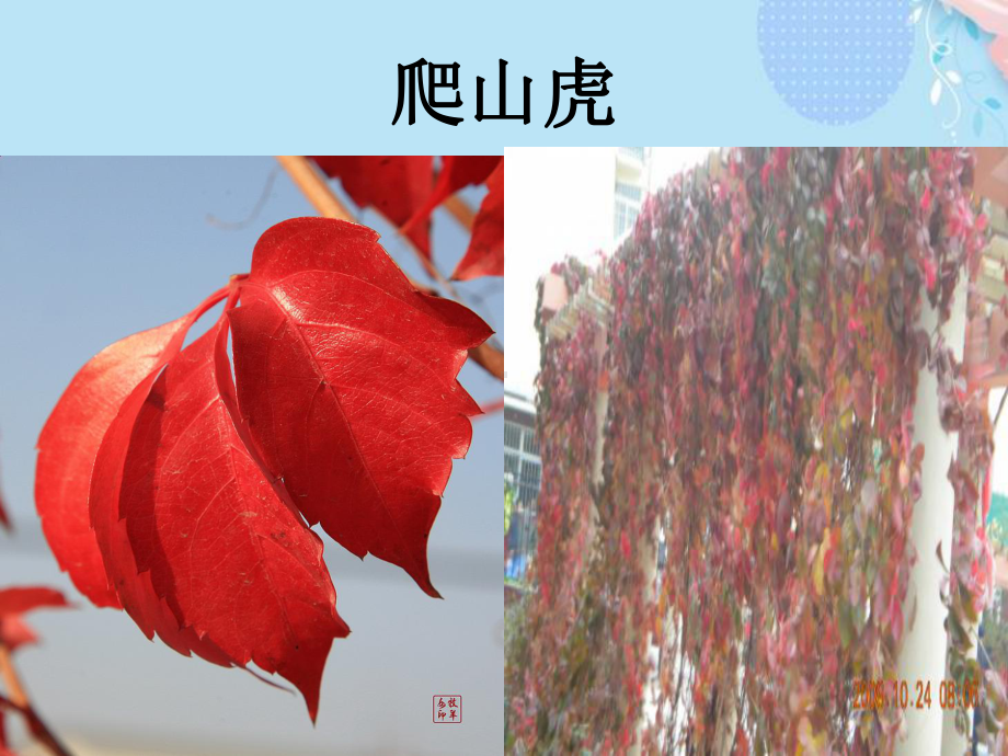 各种树叶图片及名称PPT资料(完整版)课件.ppt_第3页