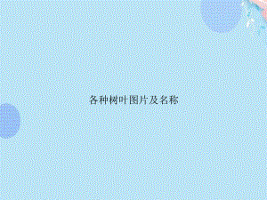 各种树叶图片及名称PPT资料(完整版)课件.ppt