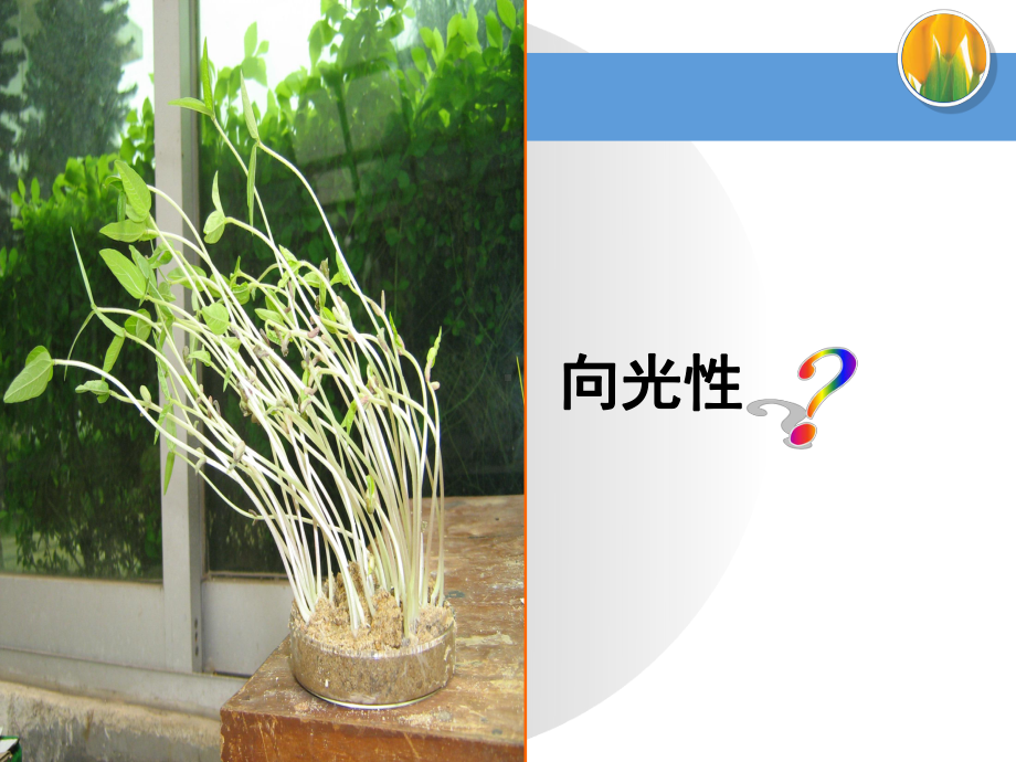 一植物的应激性课件.ppt_第2页