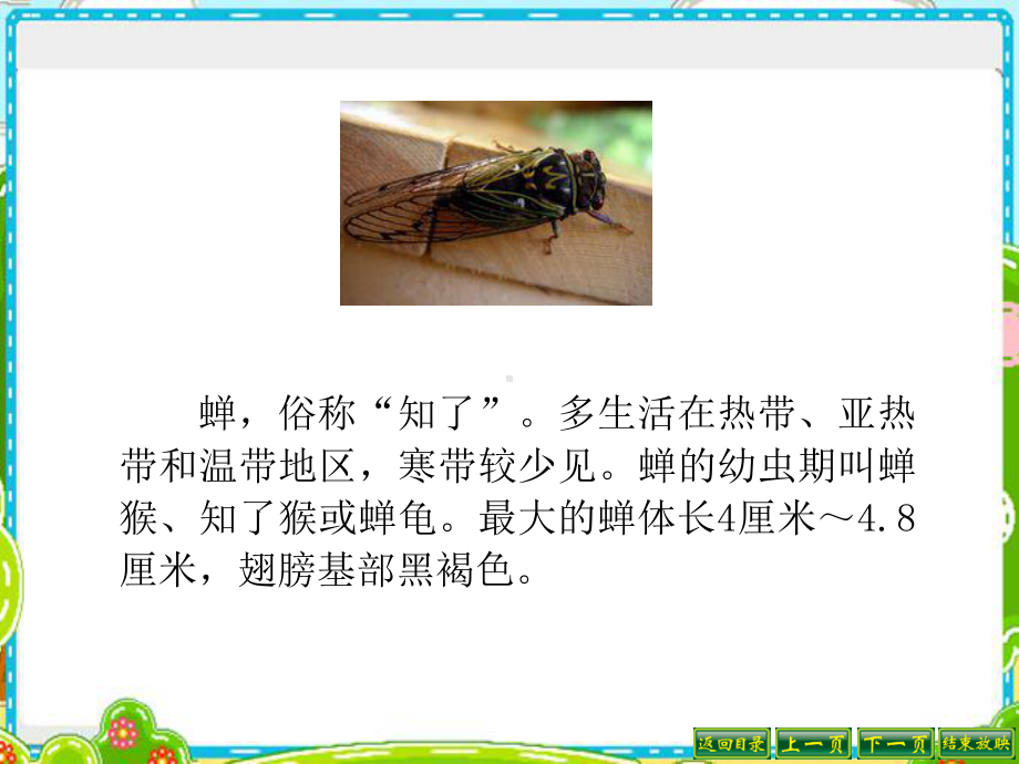 《表里的生物》PPT资料课件.ppt_第2页