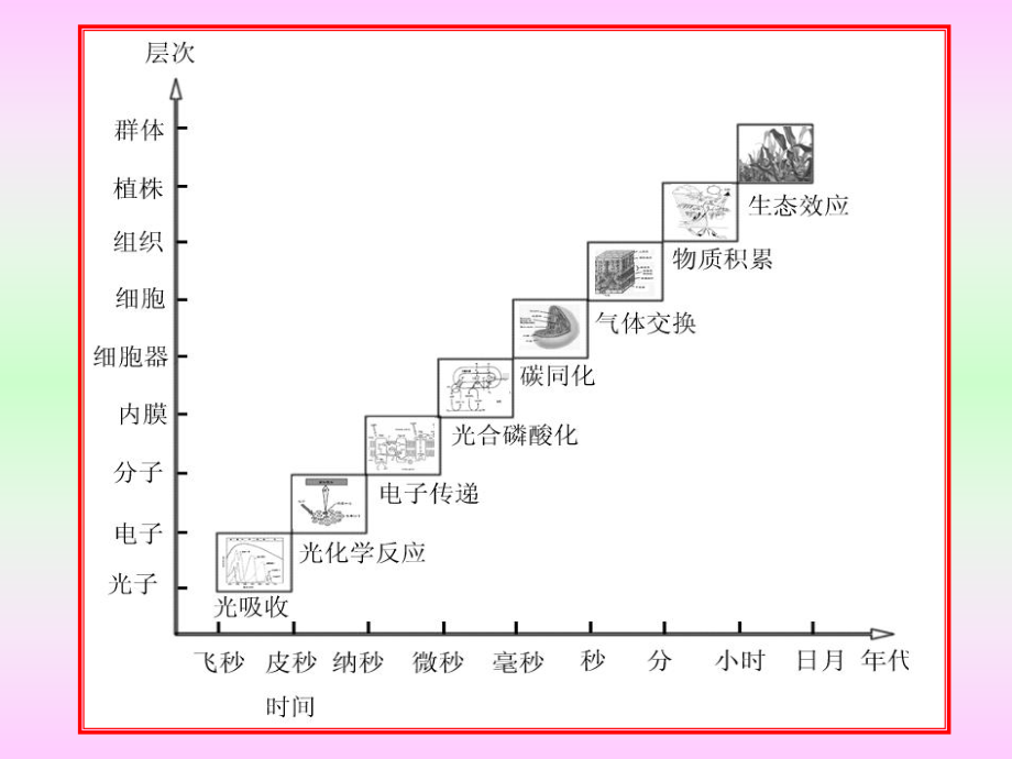 光合作用的过程机理课件.pptx_第3页