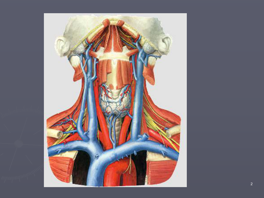 口腔解剖生理学-血管、淋巴(课堂PPT)课件.ppt_第2页
