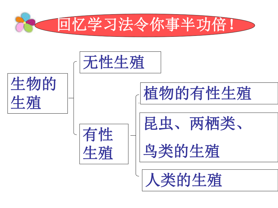 人教版八年级生物下册第七单元生物圈中生命的延续和发展复习课-(共69张PPT)课件.pptx_第3页