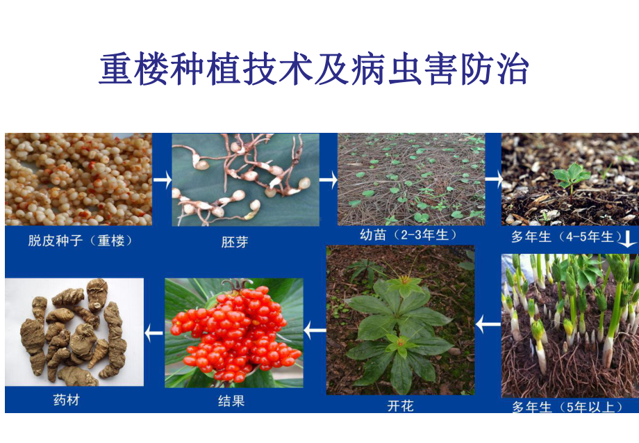 《重楼种植技术及病虫害防治》ppt课件.ppt_第1页