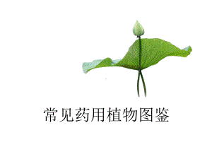 常见药用植物图鉴.课件.ppt