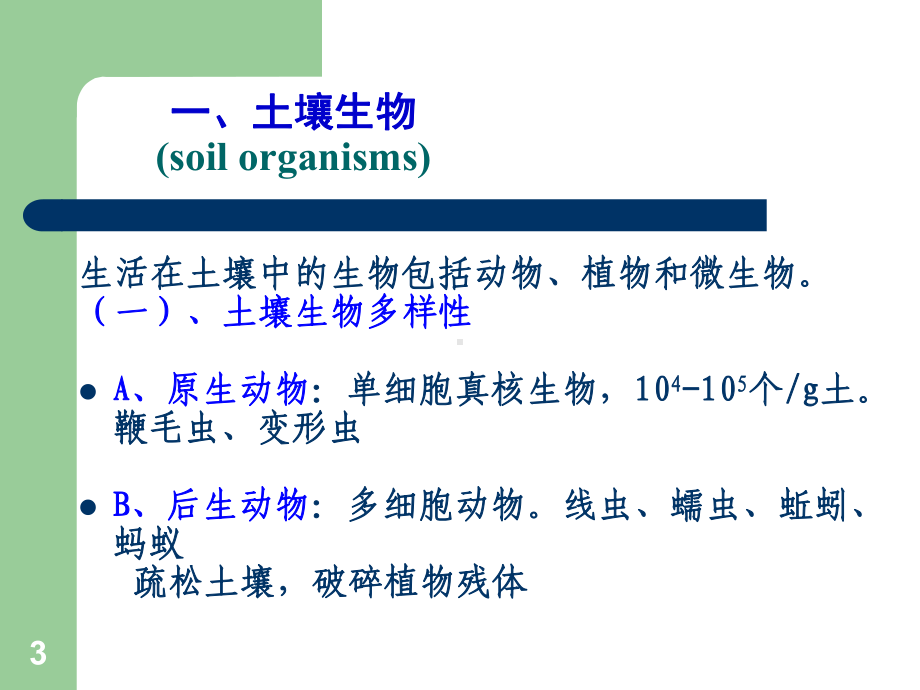 土壤生物与土壤酶.课件.ppt_第3页