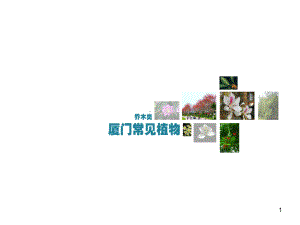 常见植物乔木类PPT精选.ppt