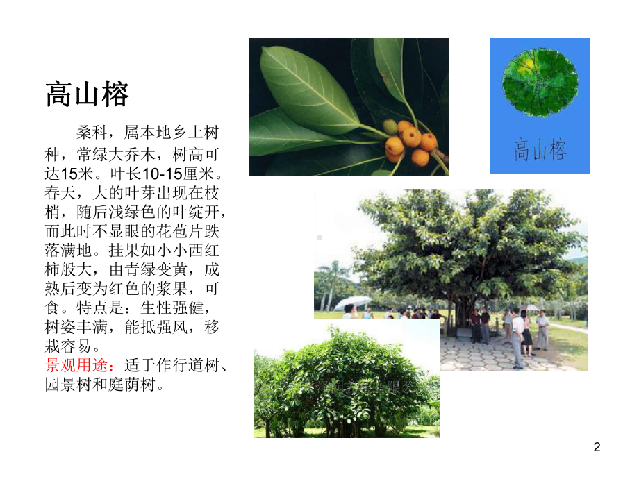 常见植物乔木类PPT精选.ppt_第2页