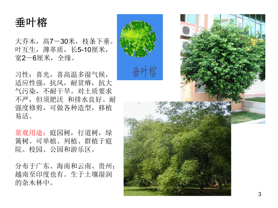 常见植物乔木类PPT精选.ppt_第3页