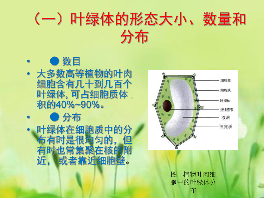 叶绿体的基本形态及动态特征资料课件.ppt_第3页