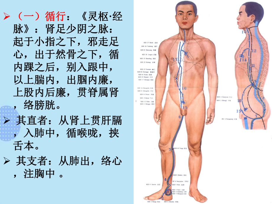 足少阴肾经完整版PPT课件.ppt_第2页