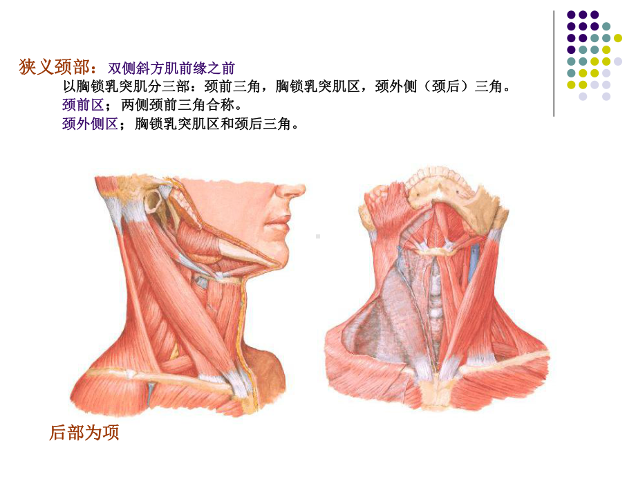 颈部解剖汇编课件.ppt_第2页