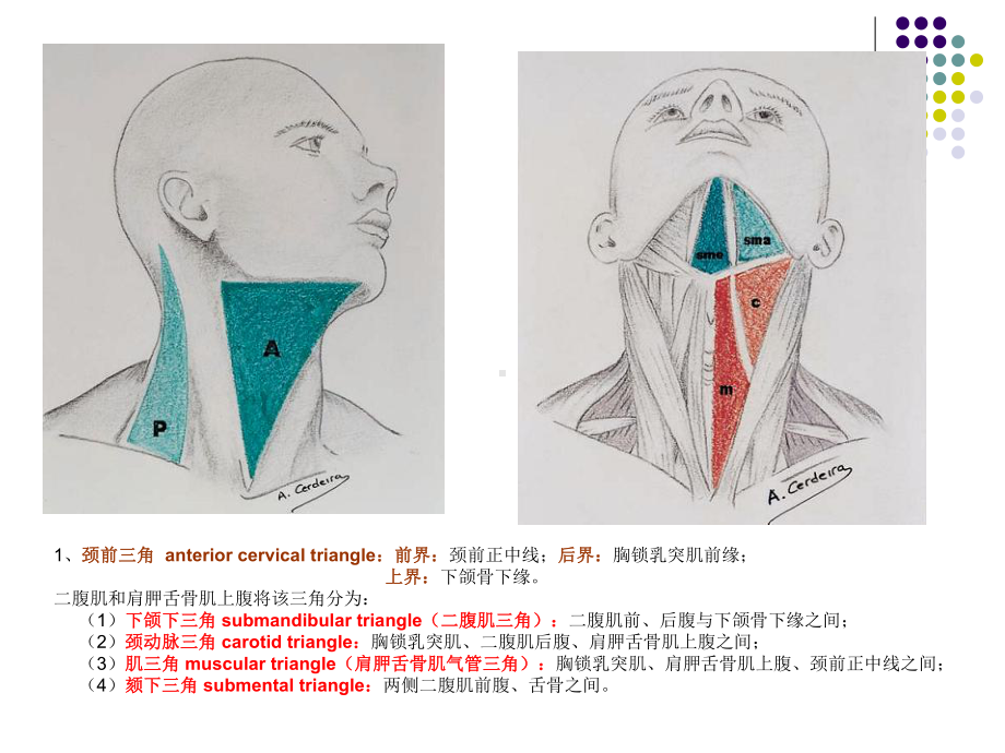 颈部解剖汇编课件.ppt_第3页