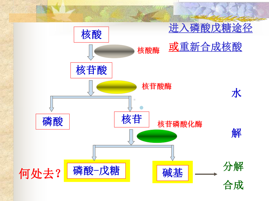 嘌呤核苷酸代谢(重点)课件.ppt_第3页